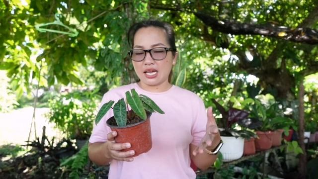 NAKAKADISAPPOINT AT NAKAKASAD |SHARING MY EXPERIENCE IN TISSUE CULTURED PLANTS смотреть онлайн
