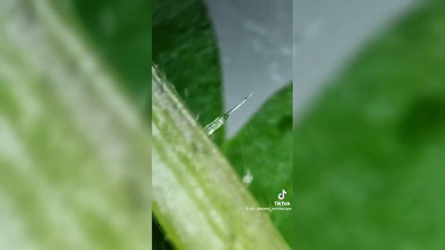 Крапива смотреть онлайн