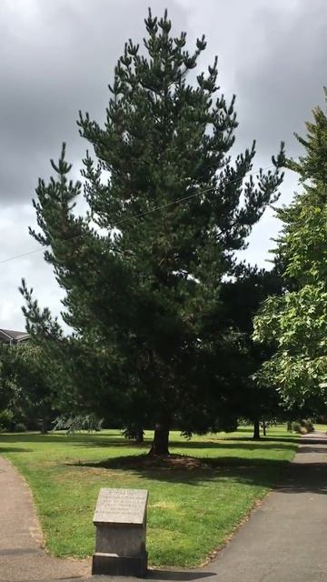 Monterey pine - tree - August 2019 смотреть онлайн