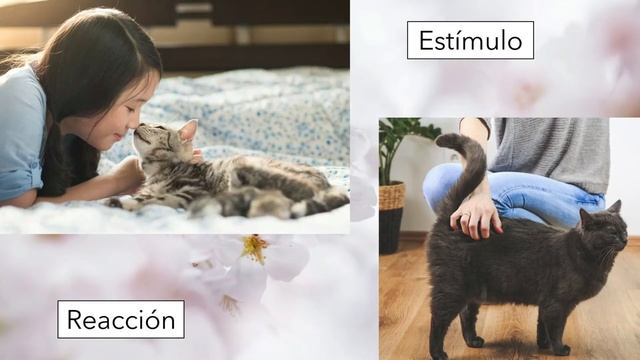 Los seres vivos responden a estímulos смотреть онлайн