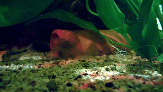 My hypancistrus L066 pleco смотреть онлайн