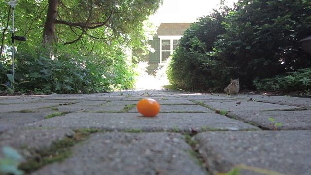 Chippies love yellow tomatoes! смотреть онлайн