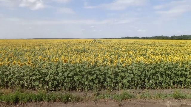 Поля україни!Які ГАРНІ!!! смотреть онлайн