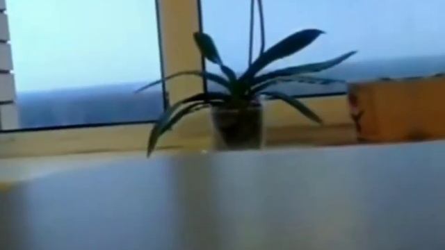 прыгнул с девятнадцатого этажа! смотреть онлайн