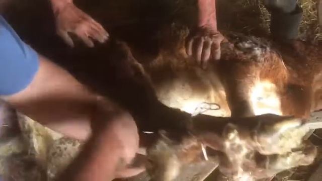 звешивание Гиссарского барана! смотреть онлайн