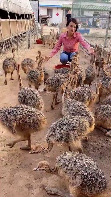 Wow Ostrich Farm ! I'm Happy Working At Ostriches Farm #Feedingostriches #ostrich #short89