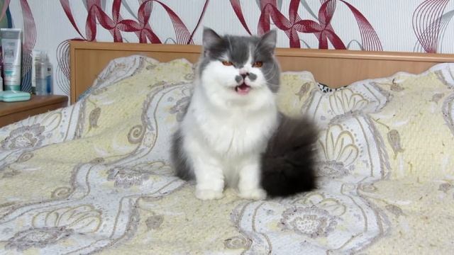 шотландские котята. Продажа! смотреть онлайн