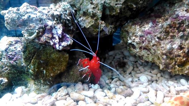 Lysmata debelius смотреть онлайн
