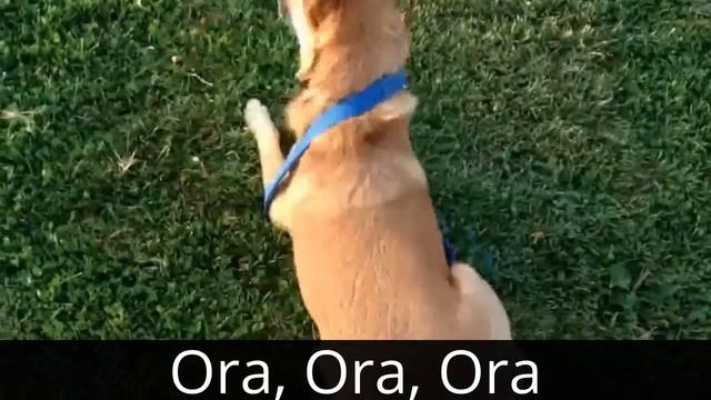 Ora смотреть онлайн