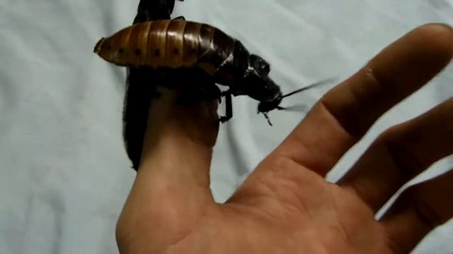 Madagascar Hissing Roaches смотреть онлайн