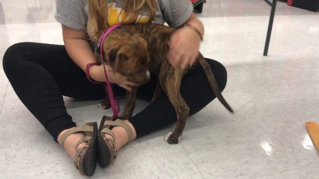 Hound/ Pitbull Mix with Rover Rescue смотреть онлайн