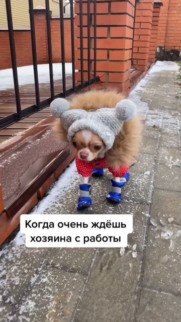 🤣Где хозяин 👍 смотреть онлайн