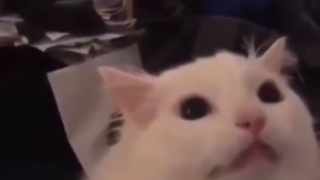 мяяяу мяяяяяяу мяяяяу мяу мяу смотреть онлайн