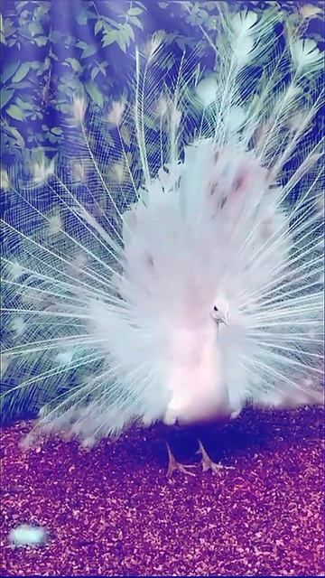 white peacock with different colors || nature's lovers || смотреть онлайн