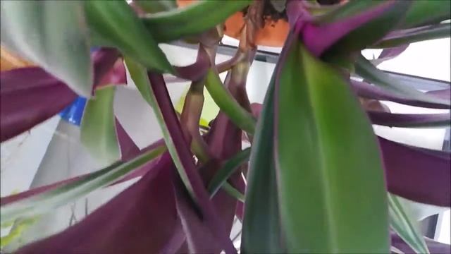 ВЛОГ Паучок на кухне, детский сад, парикмахерская, уборка смотреть онлайн