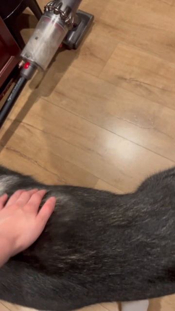 Meal Prep for Sir Shepsky смотреть онлайн