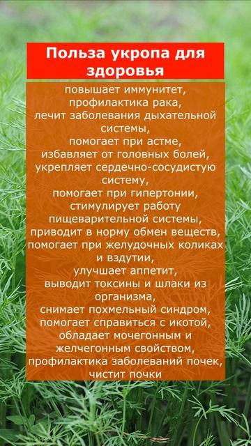 Польза укропа для здоровья