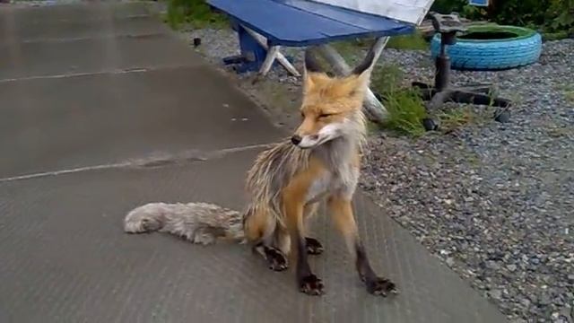 Лиса ( Малочерногорское м/р) .mp4 смотреть онлайн