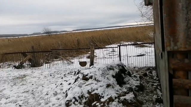 Хожу смотрю бычков смотреть онлайн