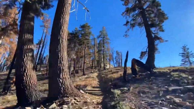 Sequoia National Park in 24 Hours - Big Baldy Trail смотреть онлайн