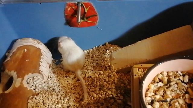 Сёма в доме день третий смотреть онлайн