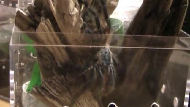 Tarantula Feeding Video #2 смотреть онлайн