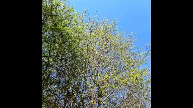 Красивая весна и песня ..mp4 смотреть онлайн