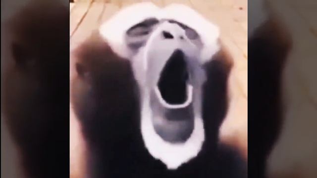 The Screaming Gibbon #gibbonsound #gibbonscream #gibbon #funnygibbon #funnygibbonsound #shorts #wow смотреть онлайн