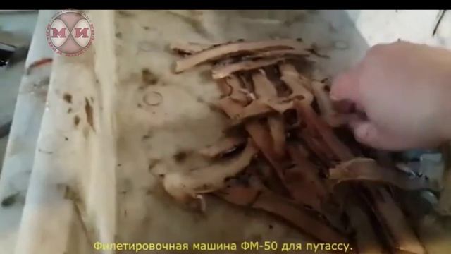 Филетировочная машина для путассу ФМ-50