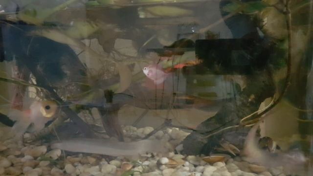 Loach fish, #short - Рыба угорь смотреть онлайн