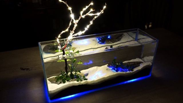 Beginner Aquarium Plants: Anubias vs Crypts - Which One is Better?!?🌱🌿 смотреть онлайн