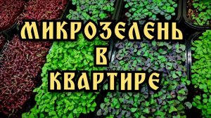 Микрозелень дома. Мое увлечение.