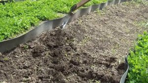 Сажаем морковь в некопаную землю