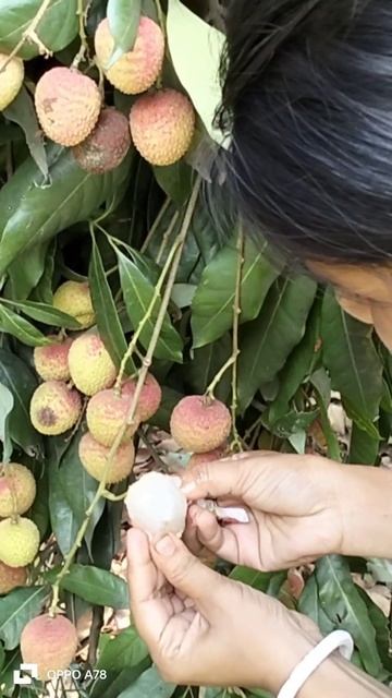 lichi fruit from Baruipur #short,#short video смотреть онлайн