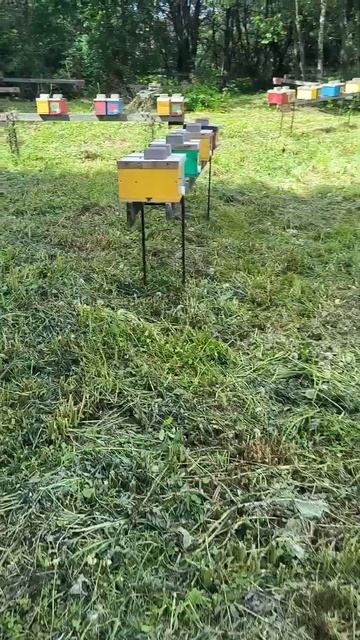 Нюансы в расстановке нуклеусов смотреть онлайн