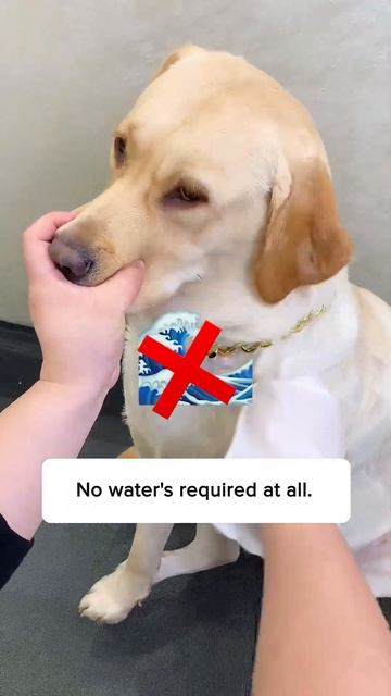 Get this Dry Cleaning Gloves to clean your fussy dog!!🐕🧤 смотреть онлайн