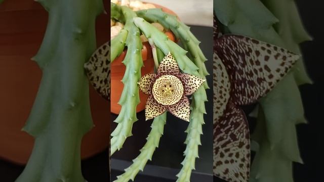 #Orbea variegata flor#Como cuidar de suculentas смотреть онлайн