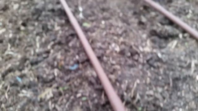How to direct sow yam daisy (Microseris lanceolata) seed/seedlings | Wagtail Urban Farm смотреть онлайн