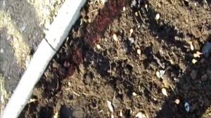 ОСОБЕННОСТИ быстрой посадки методом Пятиминутка Лука севка Плюсы (+) и Минусы (-).