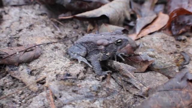 Safron's Shorts #1: American Toad(Anaxyrus americana) смотреть онлайн
