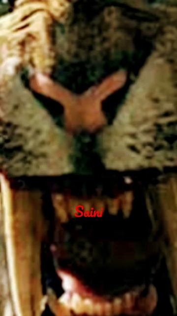 Sabertooth Tiger #shortsfeed #shortfeed смотреть онлайн