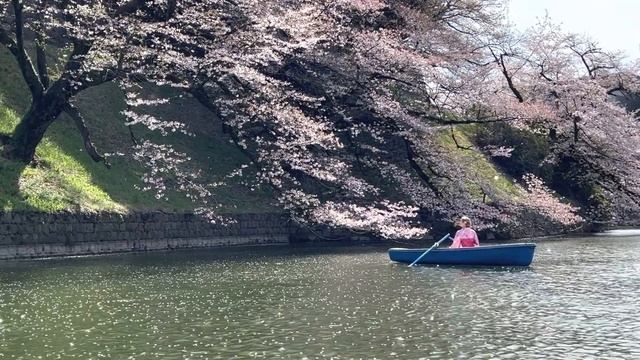 Tokyo Sakura Most Beautiful Spots For your Photos in 2023. Don't miss this! смотреть онлайн