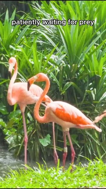 The Flamingos | What do flamingos eat | Pink flamingo смотреть онлайн