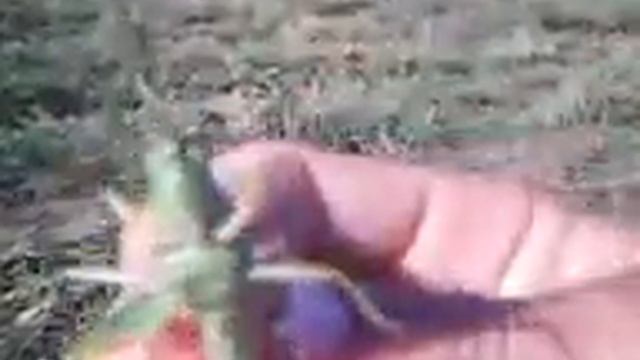 кузнечик в трилере соранча смотреть онлайн