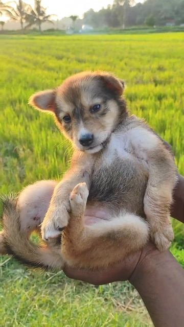 मेरा प्यारा 🐕 पिल्लू #my dear puppy #8kviral#shorts смотреть онлайн