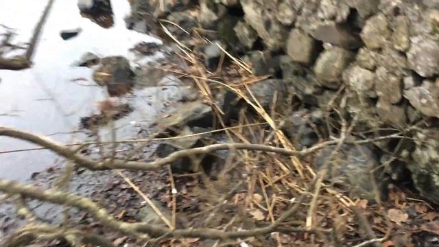 Mink caught in a Mark 6 spring trap смотреть онлайн