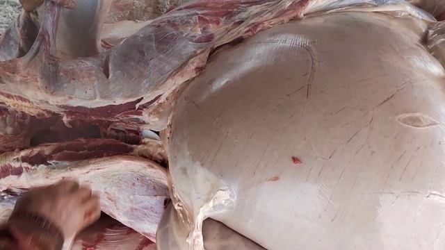 бука куши #ЧупонБача2022 смотреть онлайн