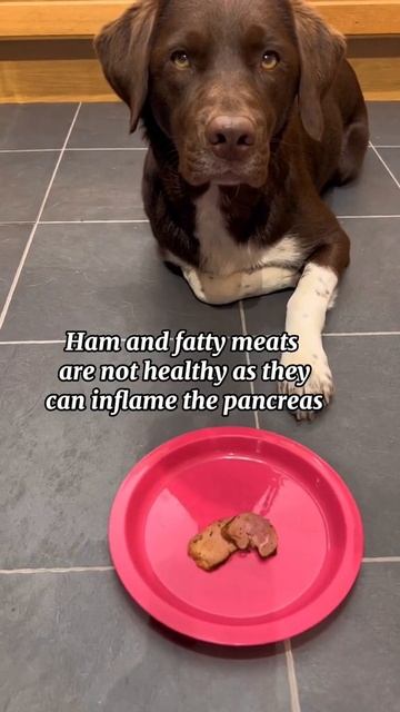 Discover The Safe And Healthy Foods You Can Feed Your Dog | Healthy Hounds