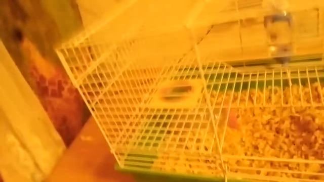 Трагедия у хомячат смотреть онлайн