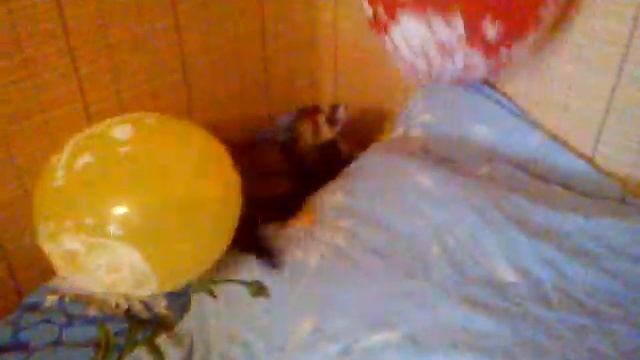 Хорёк Сёма.3gp смотреть онлайн